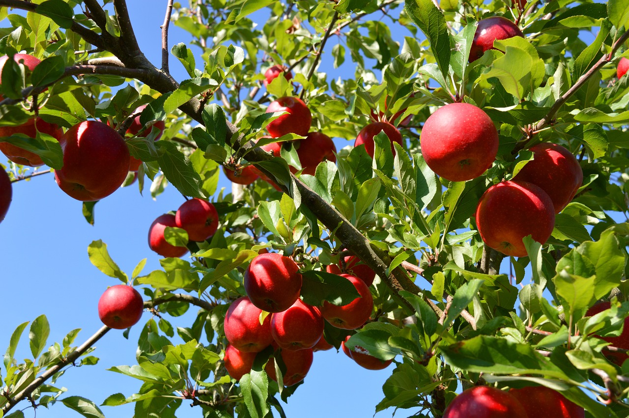 apple tree